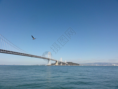 海鸥在贝桥旧金山岸前飞来飞去高清图片