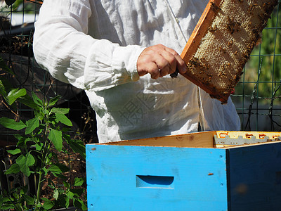 养蜂大师拔出一个带蜂蜜的框 从蚁群中的蜂巢里提取出来热情传粉者守门员蜂窝女王蜂蜂房生产蜂蜡养蜂人免疫背景图片