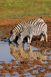 警惕斑马自然非洲南部高清图片