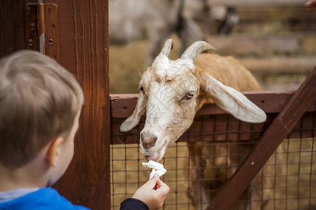 医养结合素材在一个小城市动物园的一家医院里养动物 动物由访客亲手喂养 儿童可以抚摸它们冒充土豆牧场谷仓农业缰绳机构哺乳动物制服小马背景
