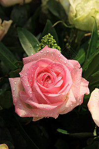 粉色水滴素材大粉红玫瑰 雨后有水滴花瓣花洒太阳粉色阳光背景