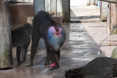 黎德翠园带黑色口罩和蓝鳍彩虹靴子的有色曼德瑞尔圆猴子顶杆生态鼻子环境野生动物男性彩虹山魈荒野生物园背景