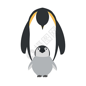 自然保护区养鸡的家企企鹅设计图片