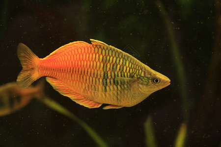在一个大型鱼缸中的热带热带蜜瓜拉米背景图片