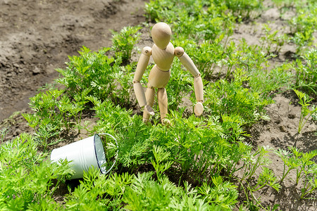 宅基地在蔬菜农场的花园里种植绿色有机胡萝卜 在自己的厨房花园里生产健康食品背景