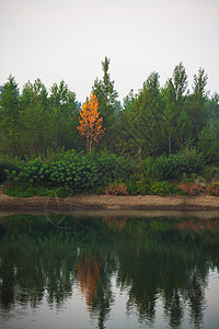 秋天 森林茂密 林冠绿树和多彩的黄色树冠荒野史诗云杉林地叶子针叶横梁绿色针叶林环境背景