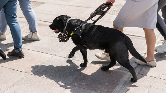 黑人拉布拉多人当盲女的导盲犬城市残障女性女士行动宠物服务帮助援助家庭背景图片