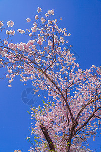 天空中的樱花在美好天气的天空中背景图片
