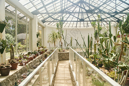 墨尔本皇家植物园温室有不同类型的仙人掌和热带植物 在斯里兰卡Kandy的Peradeniya皇家植物园中有一个玻璃屋顶丛林棕榈公园叶子生长房子森背景