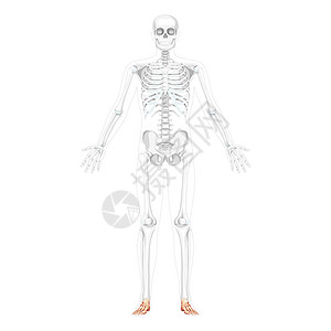 人体前视镜 两张手臂露开的姿势 部分骨质透明 3D实切位置为3D背景图片