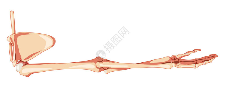 锁子甲上肢臂 有肩甲穿刺骨质板的顶部手臂 人类背部 侧面圆形眼 一组解剖正确手锁颈插画