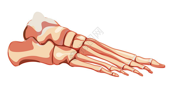人类骨骼解剖正确侧侧侧横向观察关节 脚趾长喉 幼崽 蛋白质背景图片