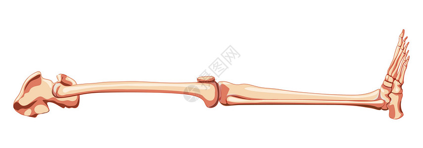 尾骨脚部下肢 脚足 脚踝 骨骼侧侧侧侧横向视图 3D实际平面插画