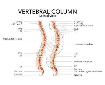 人类脊椎柱侧面横向视图 主要部件贴有标签 并带有和不含间垂直盘片插画