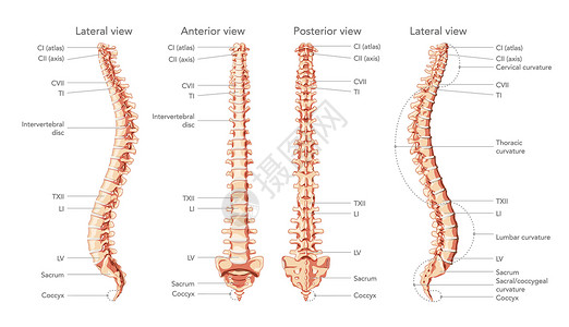 人脑脊椎柱在前 后 侧视图上贴有标签的主要部分 并带有和不含间垂直盘片插画