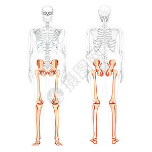 尾骨骨架下肢人体骨盆与腿 大腿脚 脚踝前视图部分透明的身体 解剖学上插画