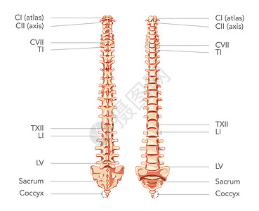 骨盆后倾椎骨骨科高清图片
