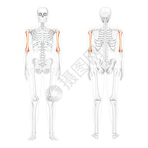 三角肌人类前视面后方有部分透明的骨头姿势 3D现实的解解剖正确 但三维实际设计图片