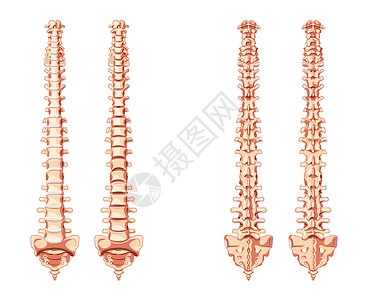 人类脊椎柱脊椎脊椎骨解剖前部 背面和不背面的异形盘片插画