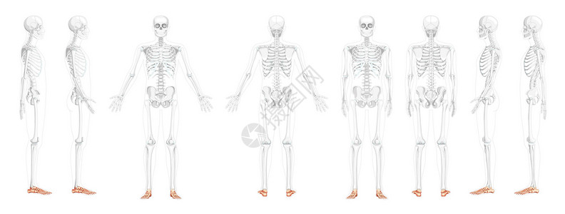 xo型腿人类的后侧视角 部分是透明的骨头位置 3D现实型平坦式立方公尺插画