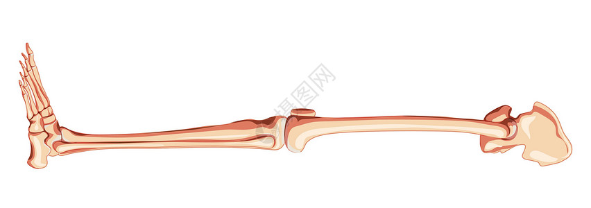尾骨骨骼下肢人体骨盆与腿 大腿脚 脚踝侧视图 解剖学上正确的 3D 逼真插画