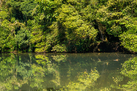 巴西伊瓜祖国家公园热带雨林和河流反射 巴西环境晴天地区热带旅行自然公园风景环境保护雨棚野生动物绿色高清图片素材