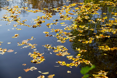 十月来了可爱的黄色叶子漂浮在水面上 顶视图 秋天的和平与安宁 概念秋天来了 美丽的景色尤其是在秋天背景