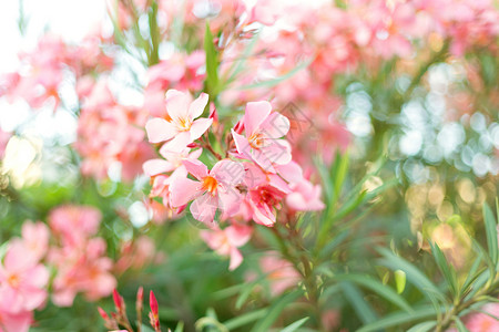 绿叶背景模糊的美丽粉红花朵花叶子野花晴天植物学花园公园神经质夹竹桃花花朵绿化背景图片