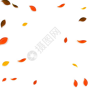 秋天落叶 红 黄 绿 棕C生物插图生态墙纸快乐叶子学校植物群树叶植物背景图片