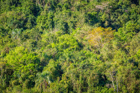 巴西 南美洲伊瓜祖国家公园的热带热带雨林雨林树区地区纹理野生动物森林鸟瞰图自然公园摄影环境风景亚马逊地区高清图片素材