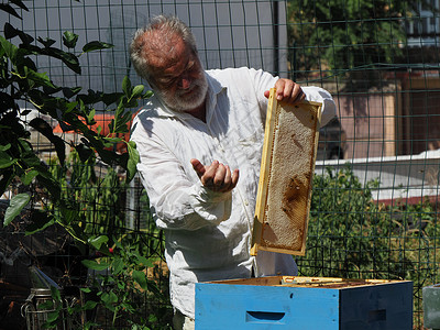 养蜂大师拔出一个带蜂蜜的框 从蚁群中的蜂巢里提取出来免疫框架花蜜控制蜂窝蜂房蜜蜂殖民地梳子安全背景图片