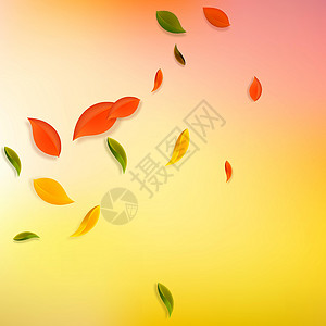 秋天落叶 红 黄 绿 棕C生物植物漩涡叶子生态纸屑飞行树叶墙纸角落背景图片
