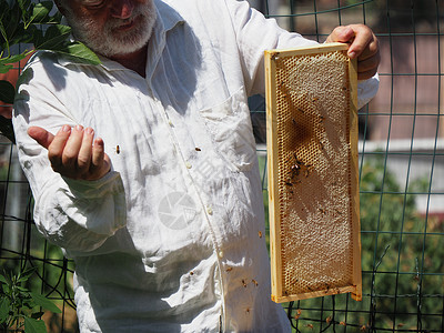 养蜂大师拔出一个带蜂蜜的框 从蚁群中的蜂巢里提取出来六边形控制守门员男人工作殖民地昆虫工人蜂箱工蜂背景图片