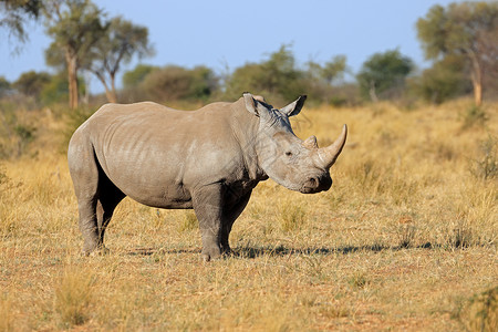 草原上犀牛南非非洲南部高清图片