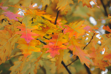 散景枫叶黄色的秋天枫叶在森林里 秋天的自然背景 飘落的黄叶和公园散景背景背景