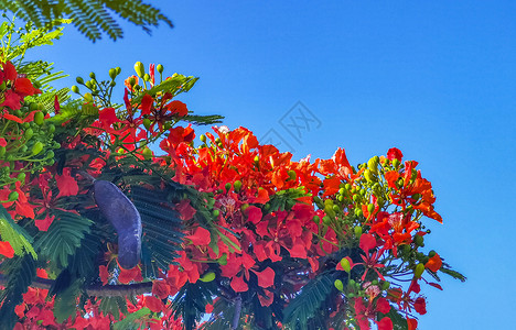 美丽的热带火焰树红花 墨西哥富丽堂皇橙子孔雀橙色植物植物群红色花园孔雀花天堂背景图片