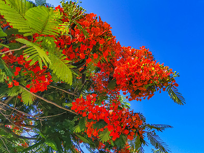 德尔素材美丽的热带火焰树红花 墨西哥富丽堂皇天堂橙子孔雀花红色植物群孔雀植物花园橙色背景