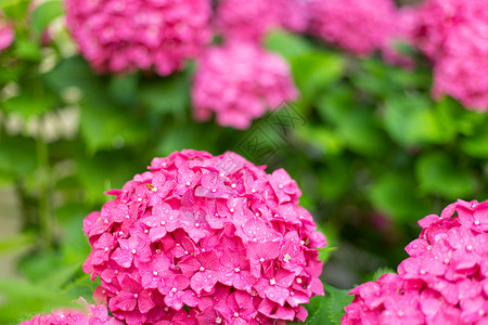 粉红色鲜花的光线模糊了背景衬套园艺植物群季节植物学花瓣绣球花植物花园粉色背景图片