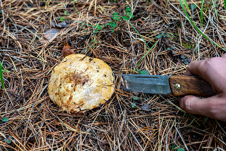 切蘑菇的过程 手里拿着刀 戴着棕色帽子切蘑菇 秋季采摘林菇背景图片
