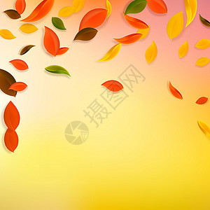 秋天落叶 红 黄 绿 棕C植物销售墙纸飞行学校漩涡快乐生物花斑生态背景图片