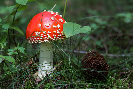 小红色阿曼尼塔糖浆蘑菇 在苔和草地上 松果旁边危险的高清图片素材