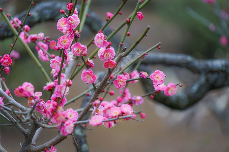 奥久山梅花园白梅红梅花叶子植物梅花粉色花园木头花瓣背景图片