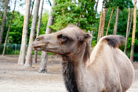 阿拉伯棕色骆驼脸部近身眼睛荒野运输农场红色脖子驼峰动物园晴天动物背景图片