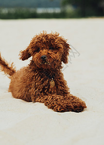 内调外养美丽的红头狗的肖像 玩具面条养种叫梅蒂坐在沙地外门上背景
