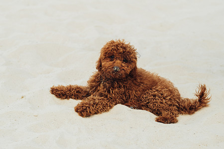 内调外养美丽的红头狗 玩具面条养狗 在沙地外门上躺着背景