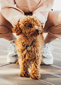 杜宾狗贵宾犬四只爪子高清图片