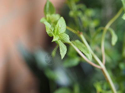 薄膜植物科学 名称 选择性焦点背景图片