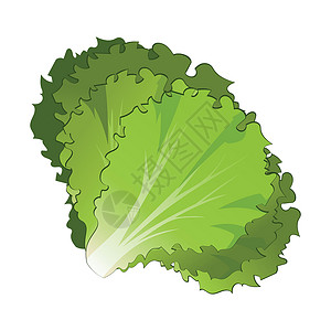 白灼生菜现实的新鲜生菜叶白背景  矢量烹饪花园插图植物饮食农业沙拉营养产品食物插画