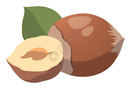 白切三黄鸡现实主义的新鲜栗子坚果白背景  矢量核心小吃饮食收成收藏健康营养绘画巧克力榛子插画
