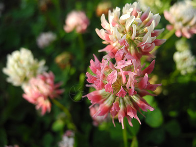 三杂交物是豆子家族Fabaceae的一种开花植物粉色绿地花朵家庭绿色环境三叶草白色黄色杂交种背景图片